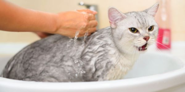 cats in the bath